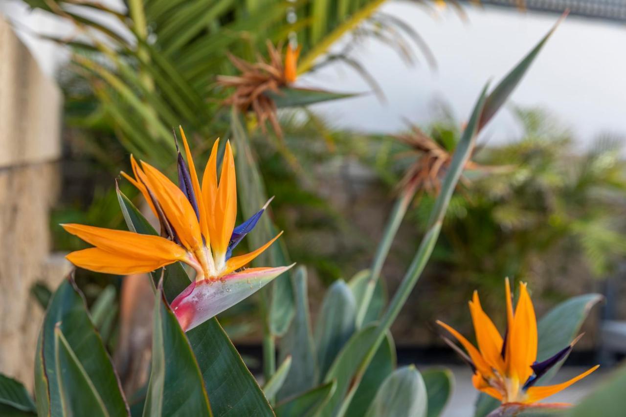 Medano4You The Strelitzia Terrace El Medano  Exterior photo