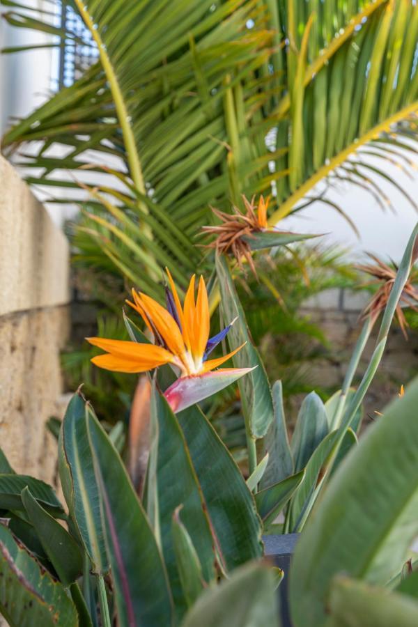 Medano4You The Strelitzia Terrace El Medano  Exterior photo